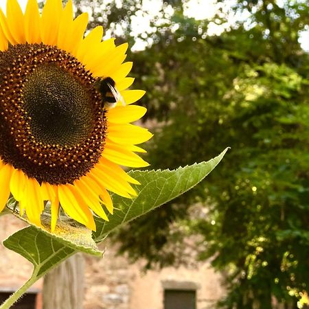 Polveraia B&B Giuncaia17 מראה חיצוני תמונה